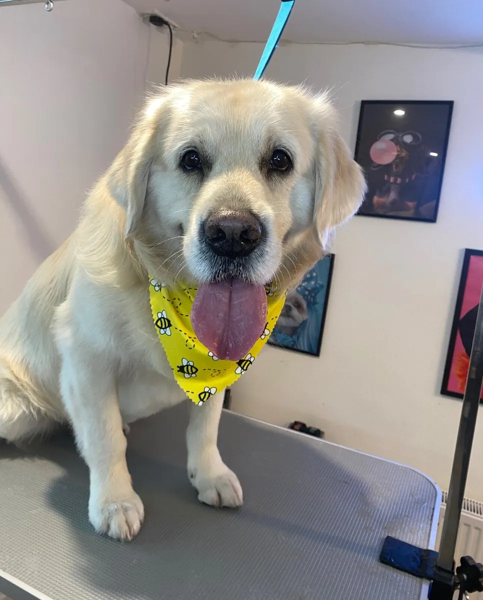 Dog grooming - Image 3