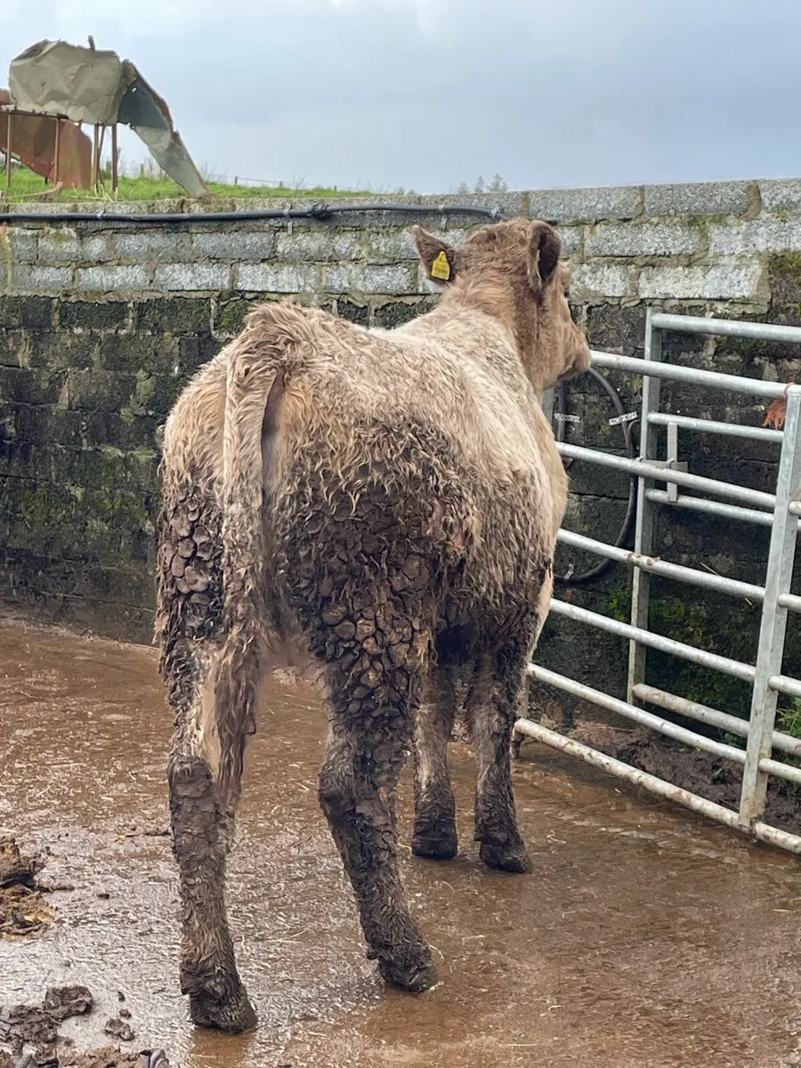 5star⭐️ genotyped Incalf heifer Incalf to ai Angus - Image 2