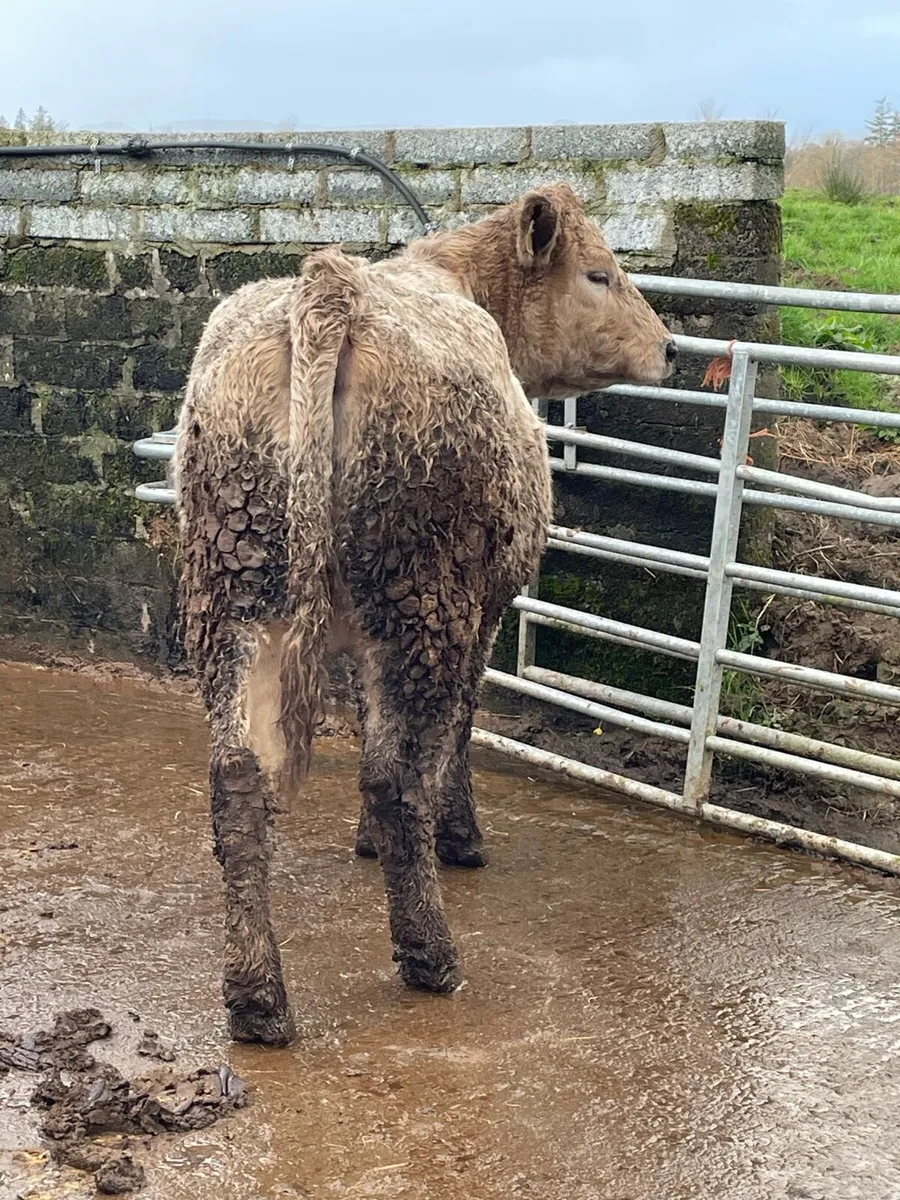 5star⭐️ genotyped Incalf heifer Incalf to ai Angus - Image 3