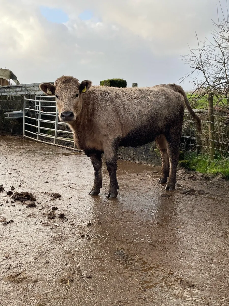 5star⭐️ genotyped Incalf heifer Incalf to ai Angus - Image 1