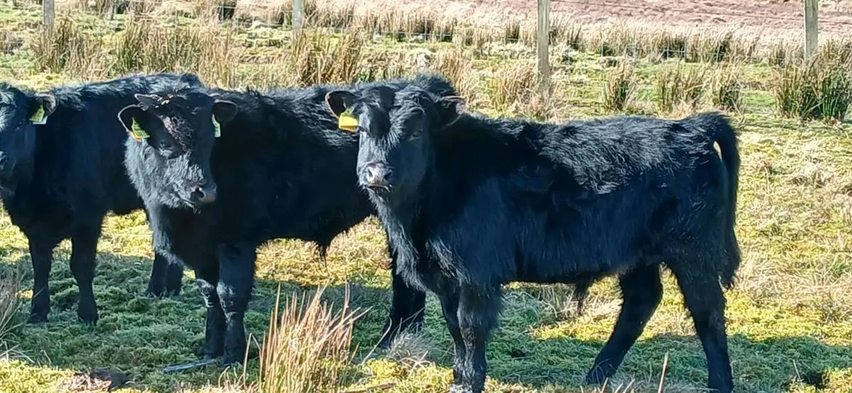 Organic Dexter Bullocks - Image 1