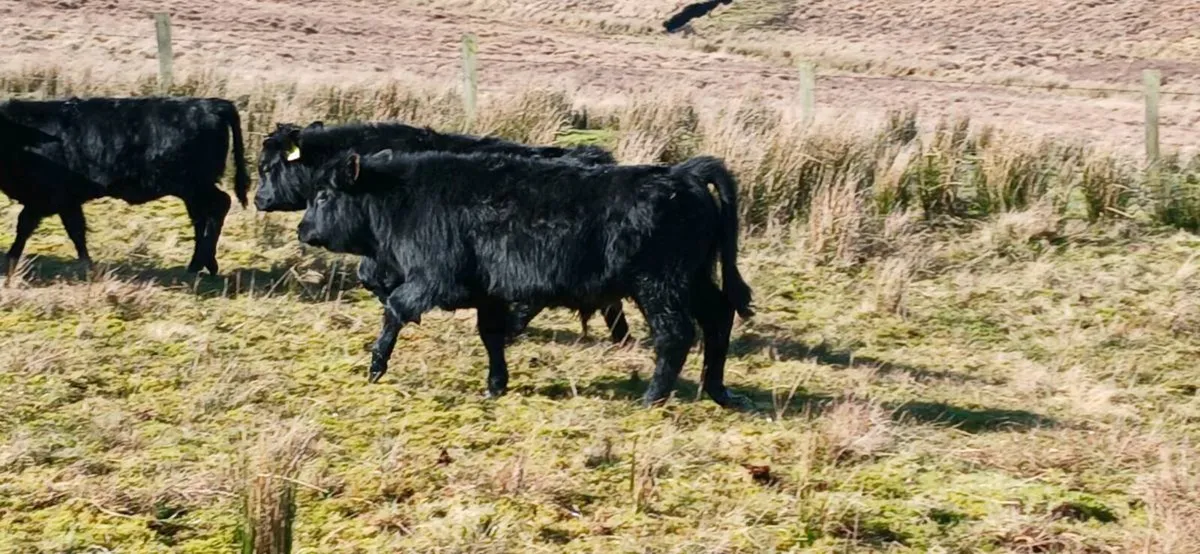 Organic Dexter Bullocks - Image 2