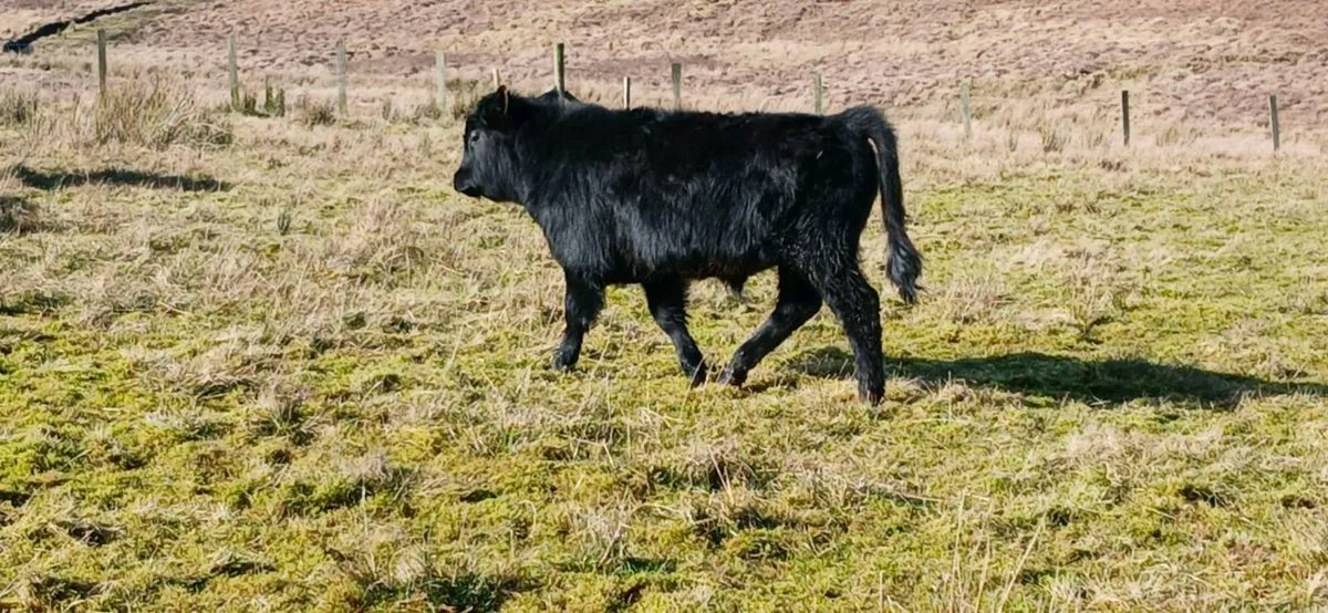 Organic Dexter Bullocks - Image 3