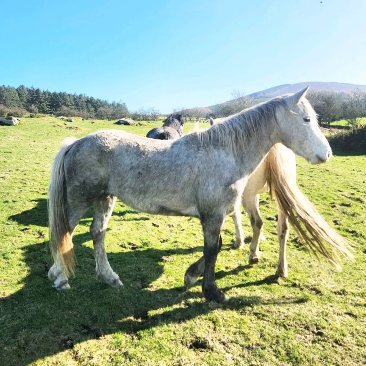 4 year old full connemara Filly - Image 2