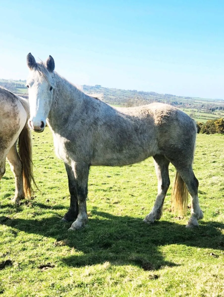 4 year old full connemara Filly - Image 3