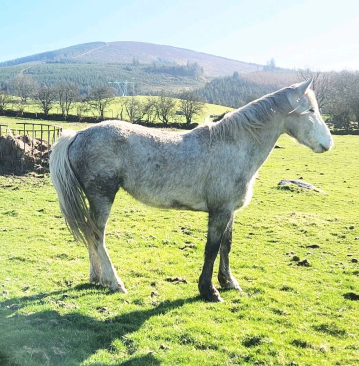 4 year old full connemara Filly - Image 4