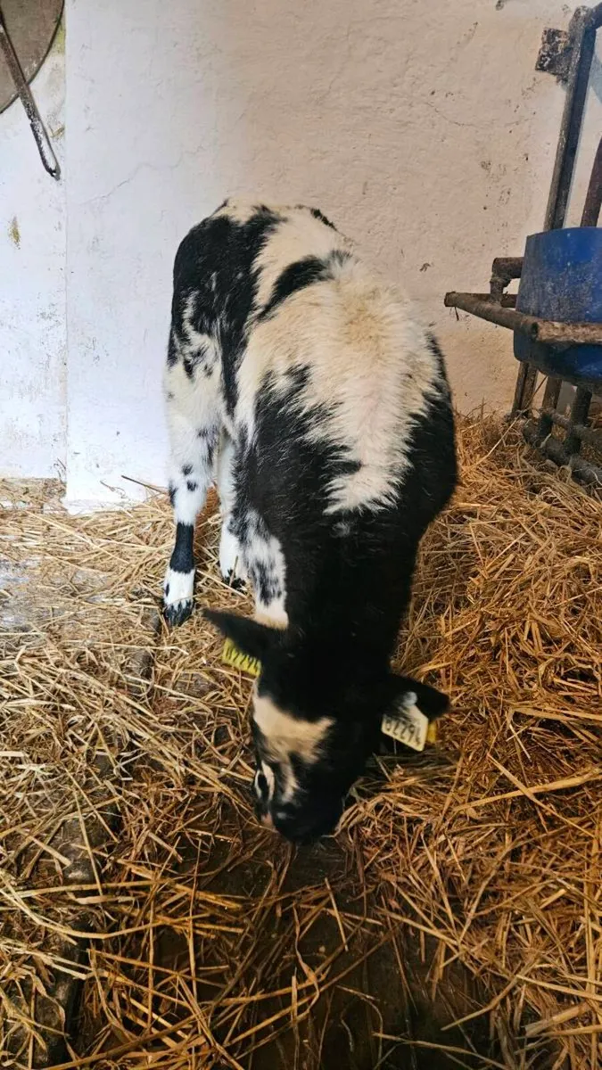 Angus, Limousin and Charolais Calves - Image 1