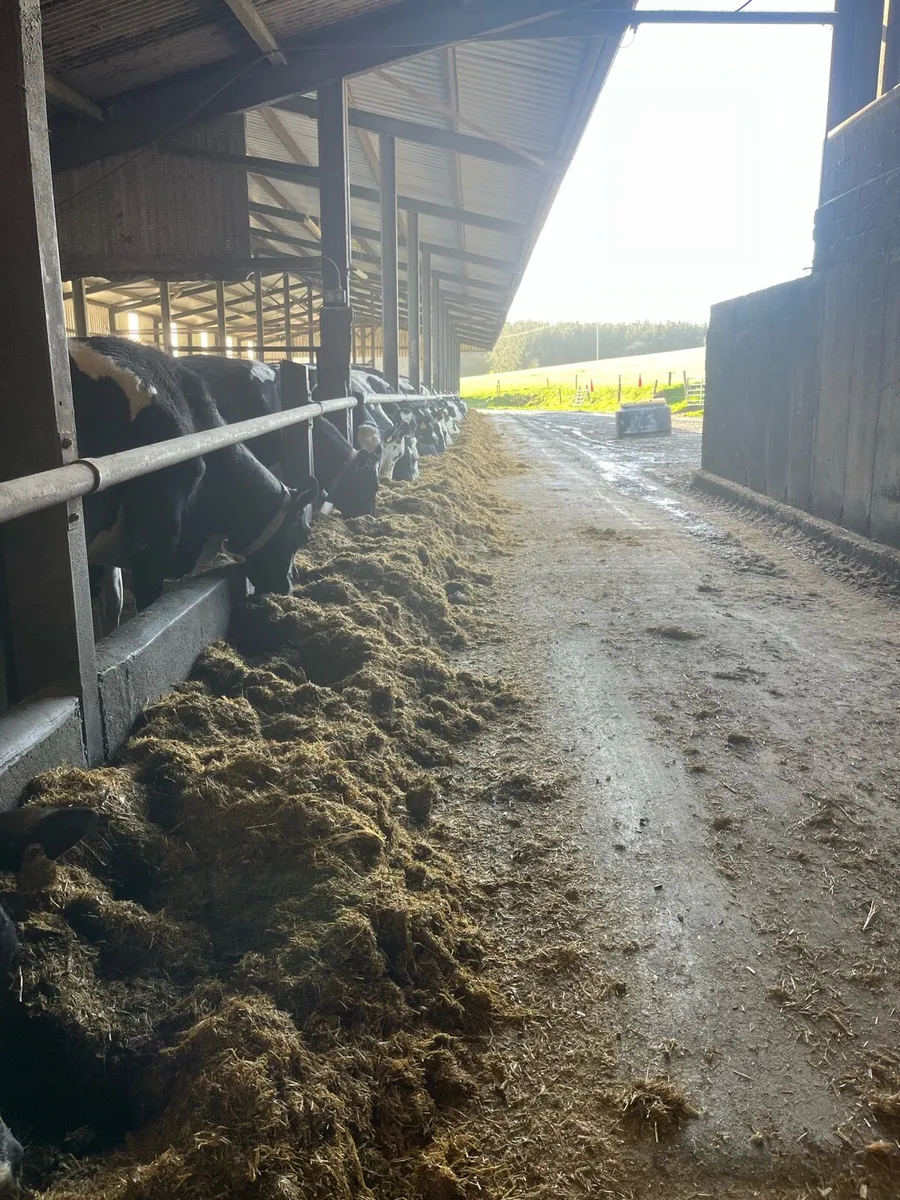 Pit Silage - Image 1