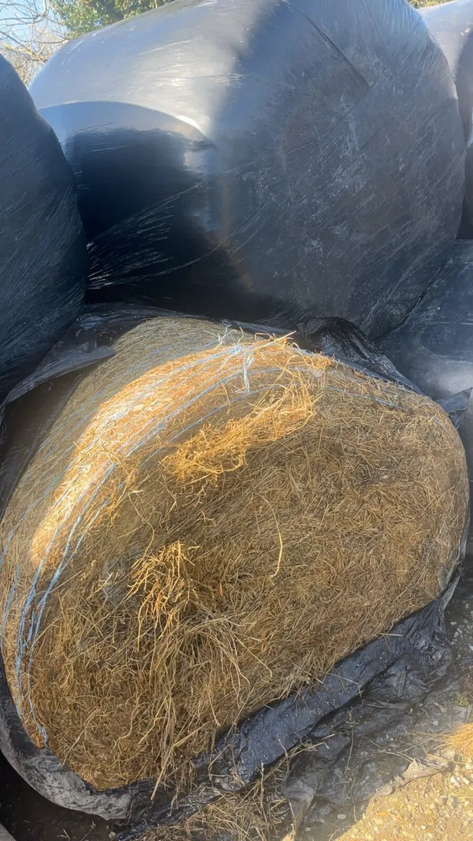 Silage - Image 2