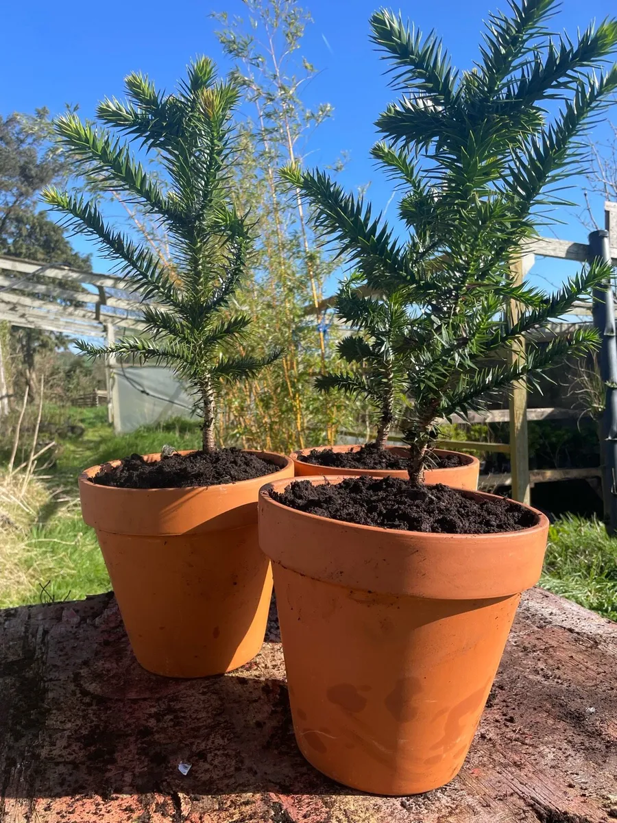 Monkey Puzzle - Image 3