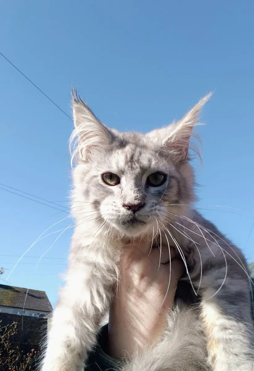 Maine coon kitten - Image 2