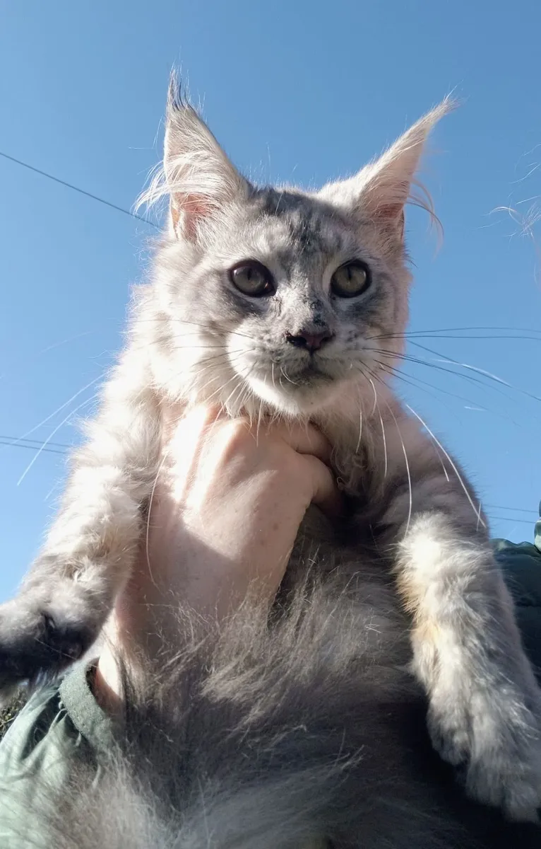 Maine coon kitten - Image 3