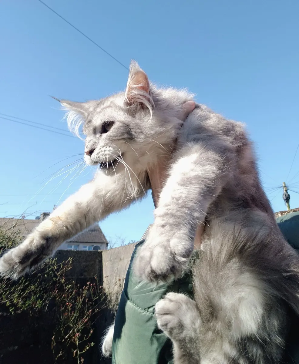 Maine coon kitten - Image 4