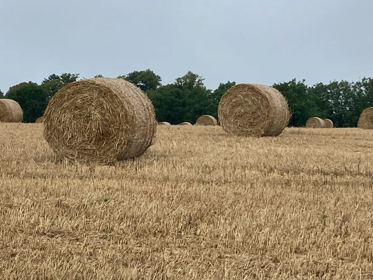 Wheaten Straw - Image 2