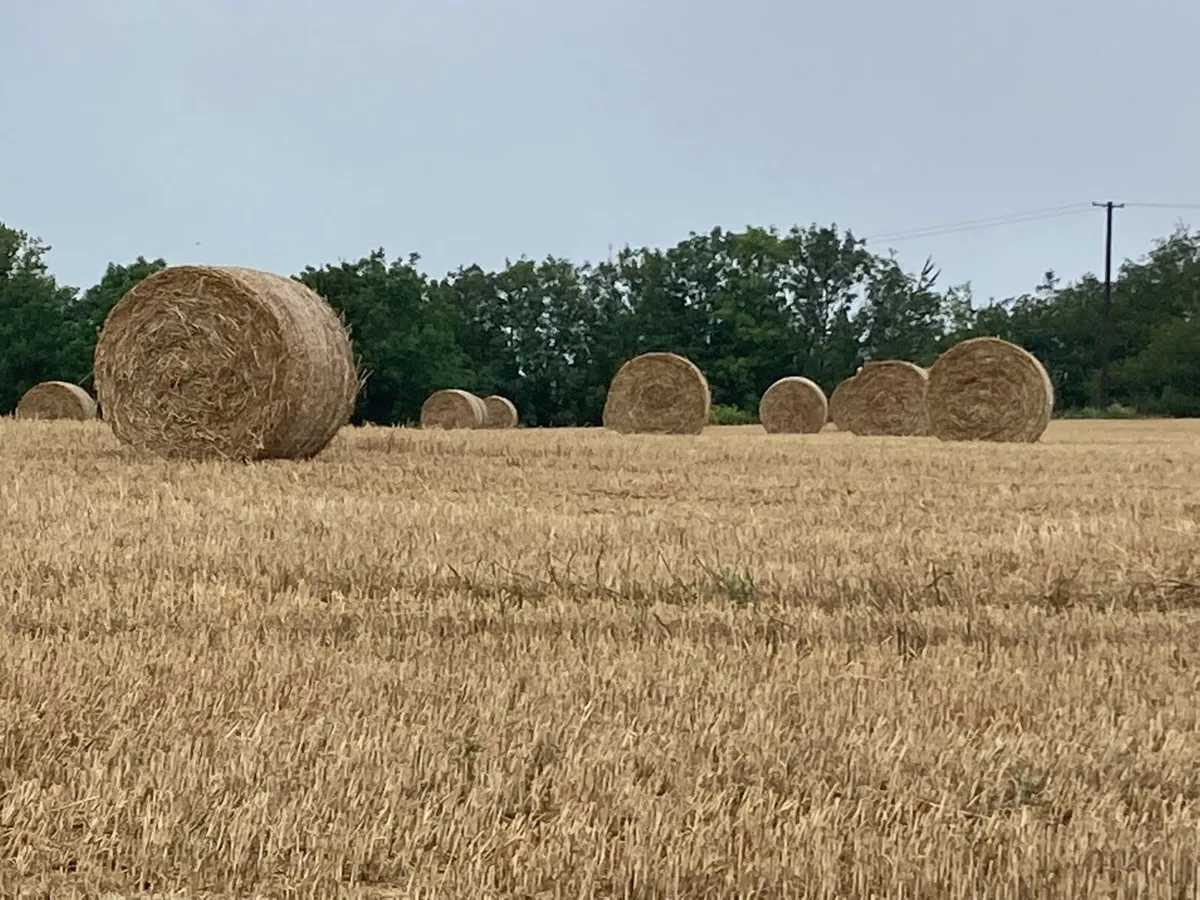 Wheaten Straw - Image 1