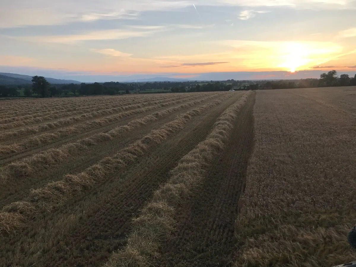 Wheaten Straw - Image 3
