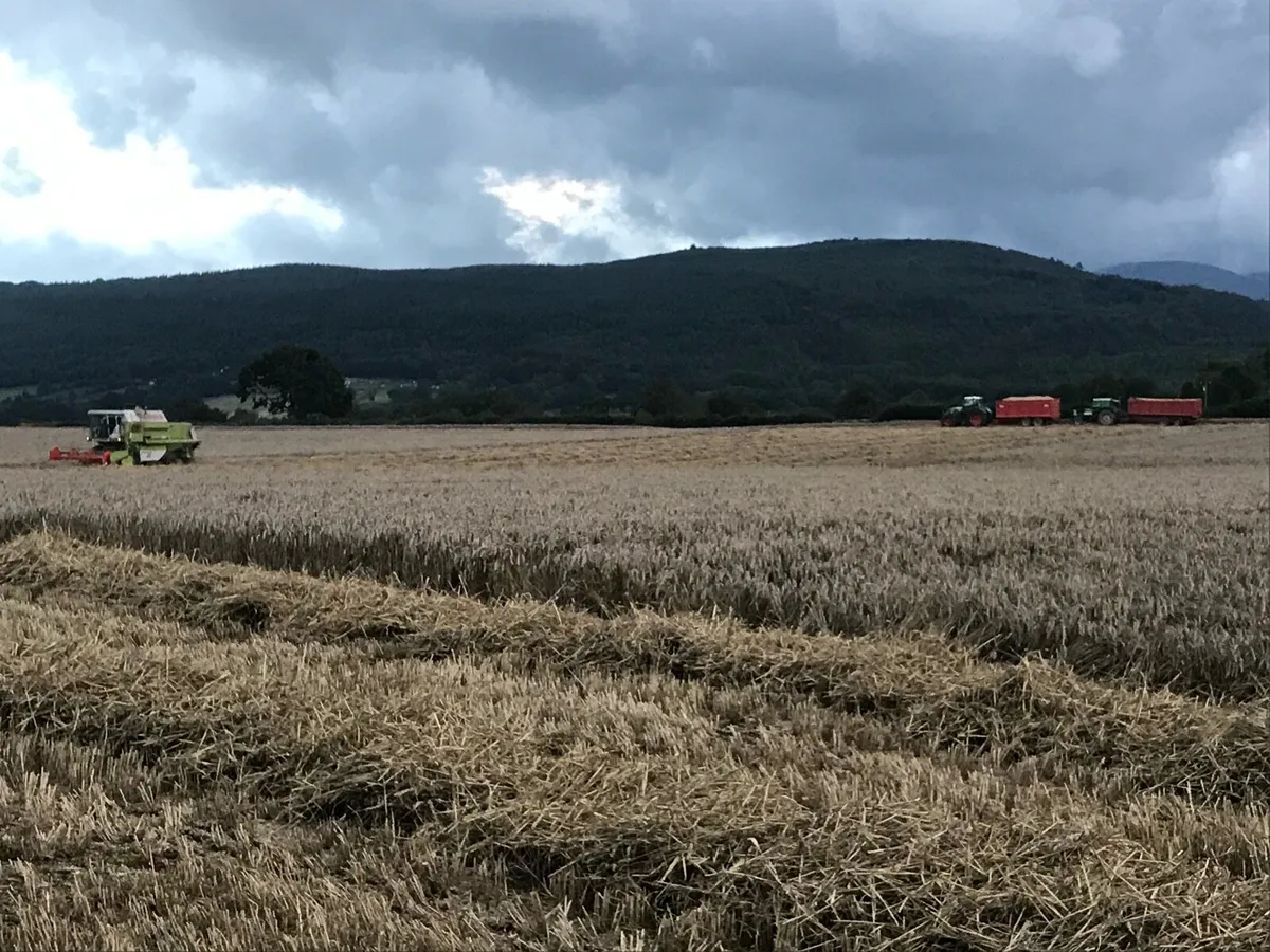 Wheaten Straw - Image 4