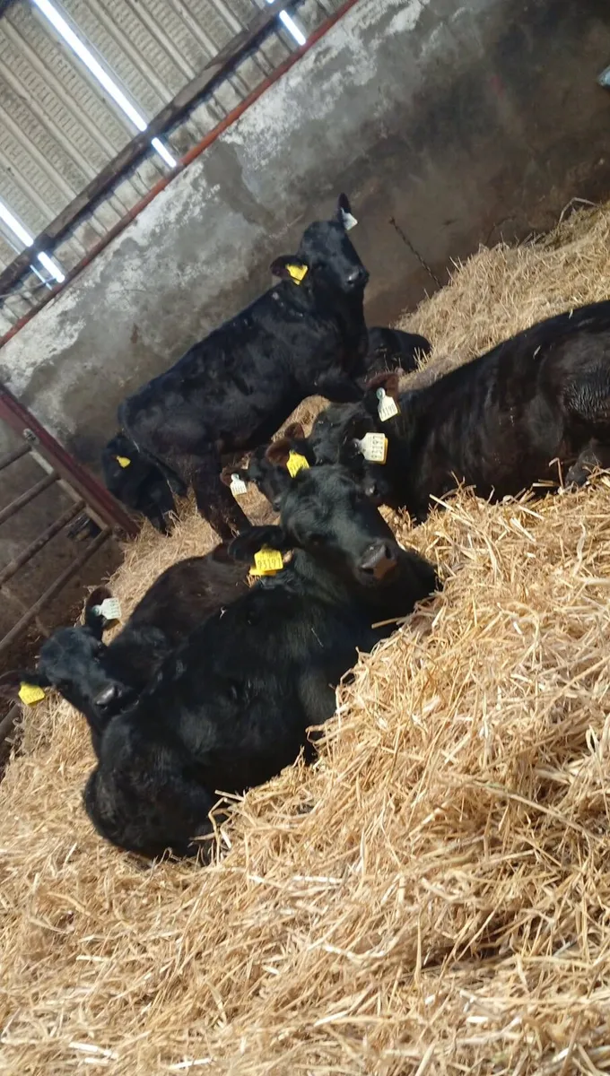 7 Angus heifer runners - Image 2