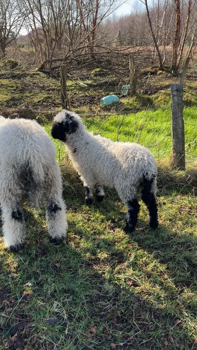 Valais blacknose ram lamb - Image 2
