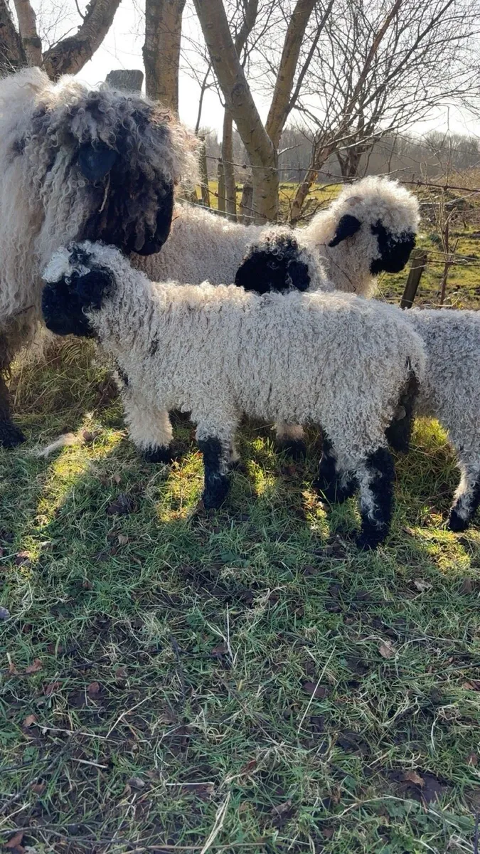 Valais blacknose ram lamb - Image 3