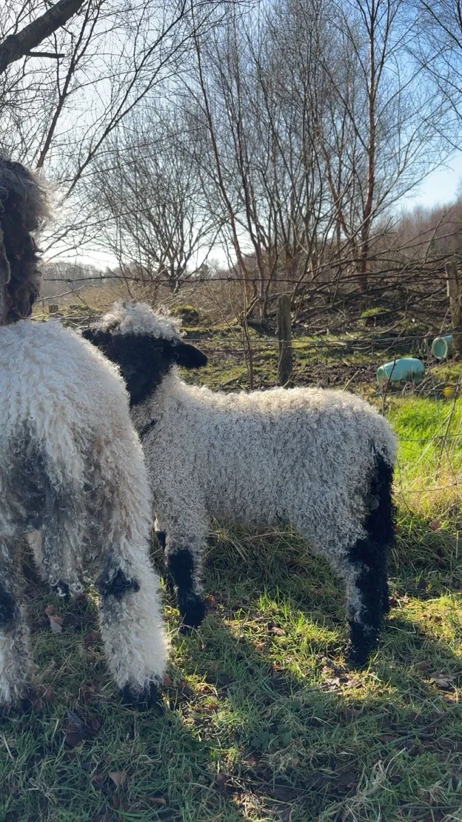 Valais blacknose ram lamb - Image 4