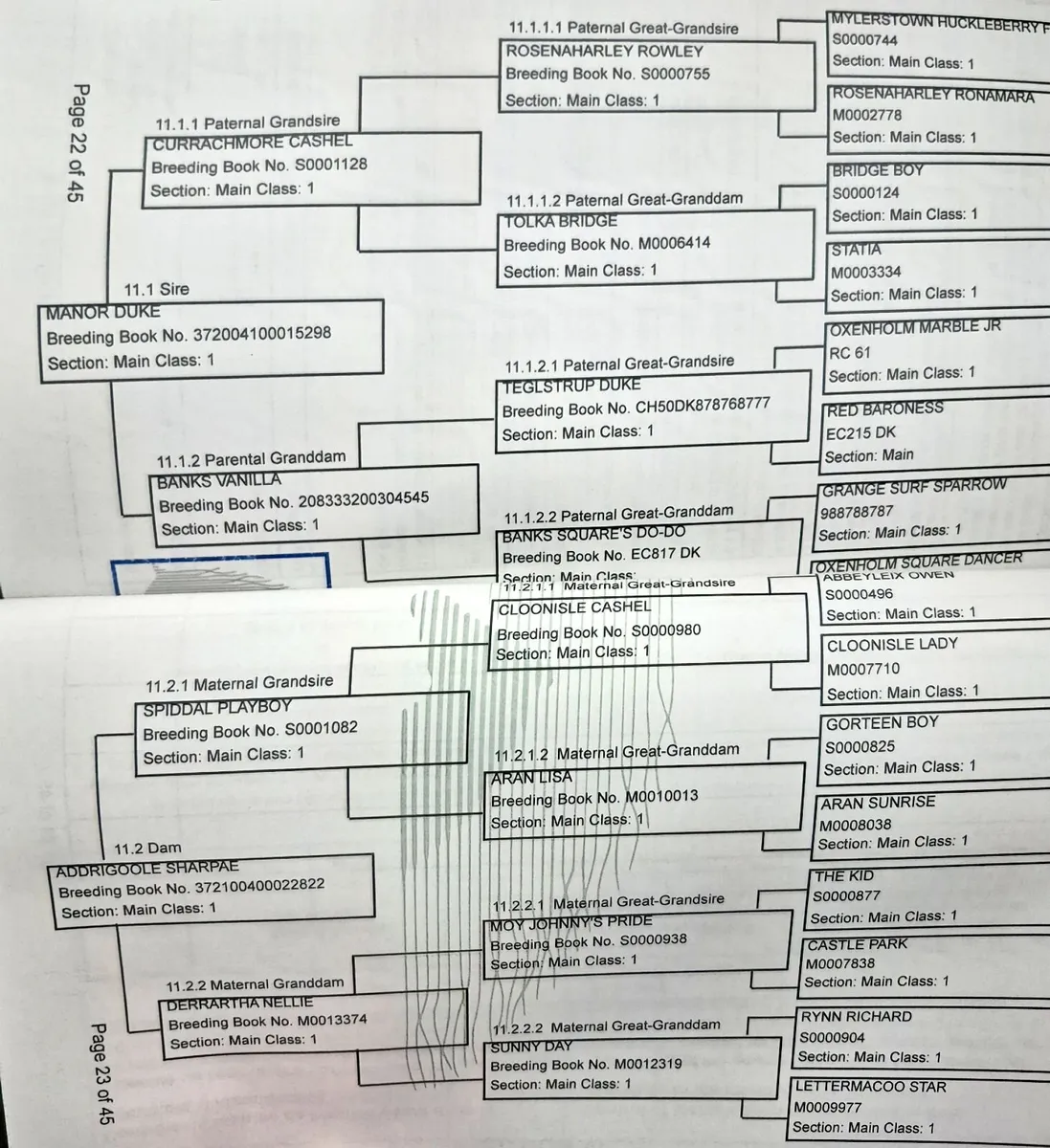 Connemara Filly - Image 2