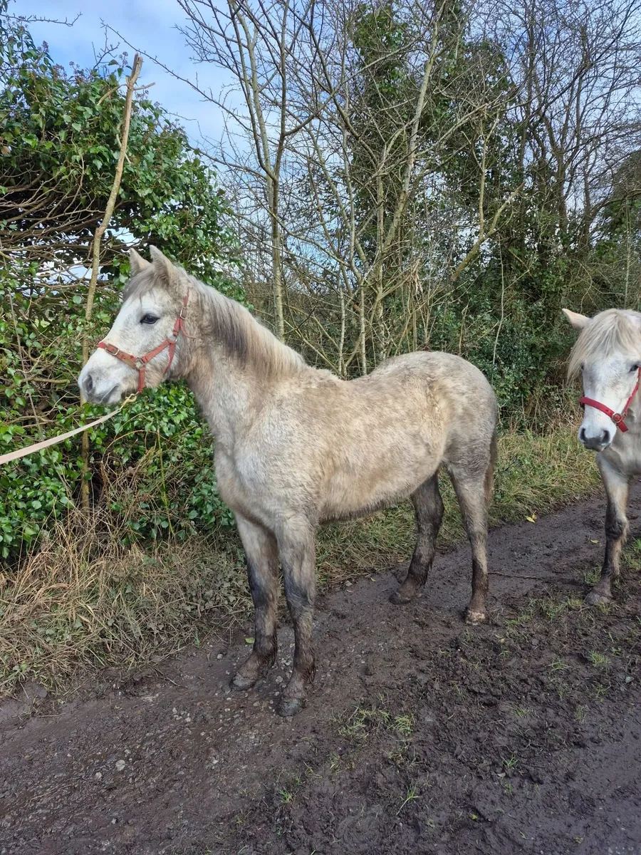 Connemara Filly - Image 1