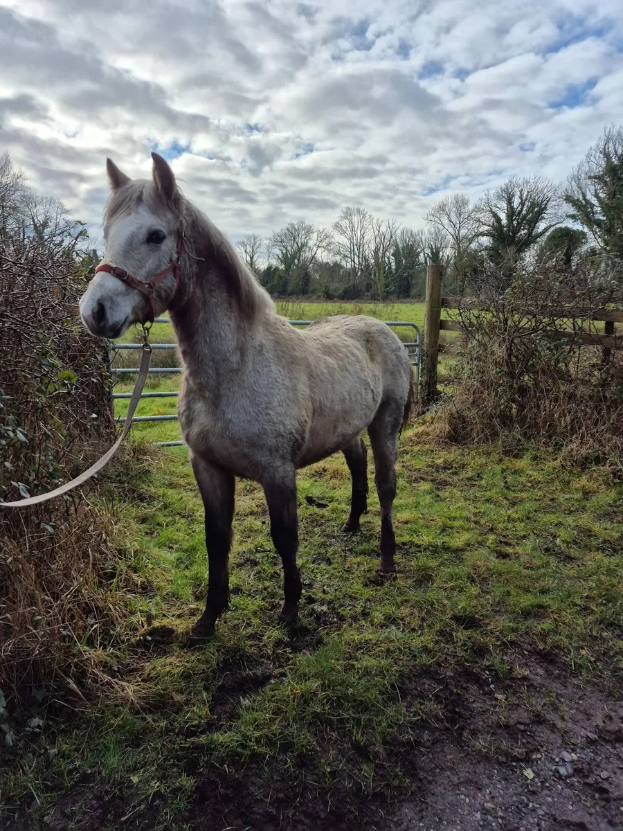 Connemara Filly - Image 3