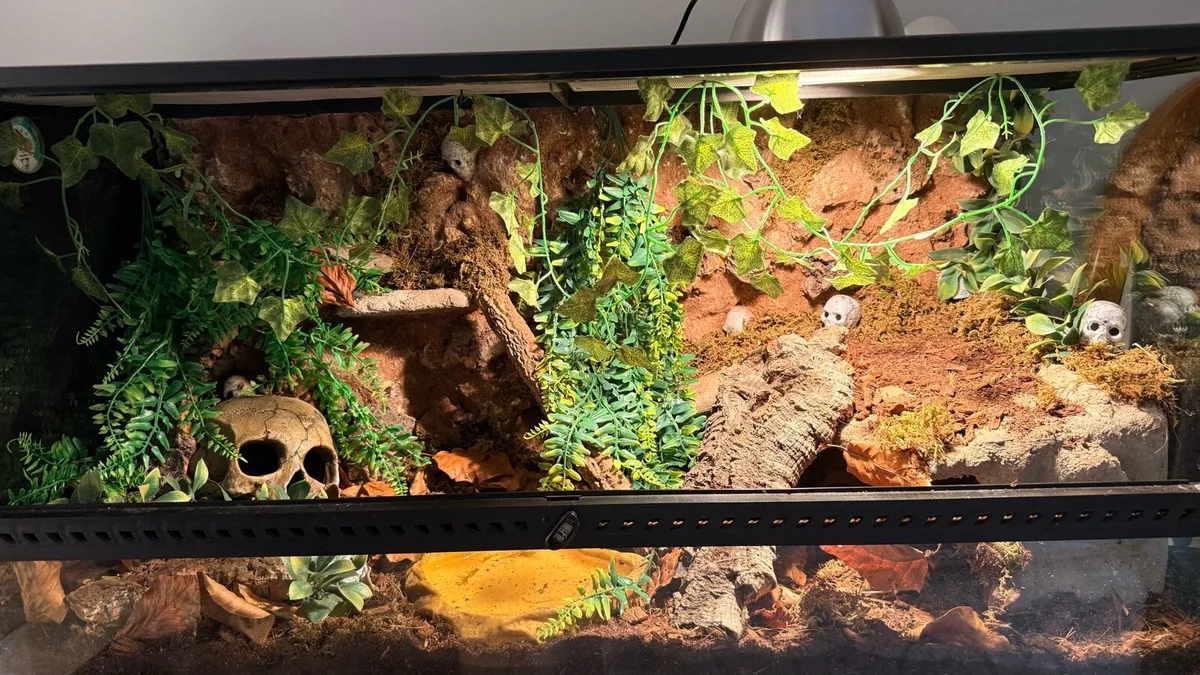 Custom reptile backgrounds - Image 4