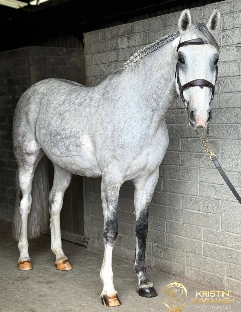 Young riders horse - Image 1