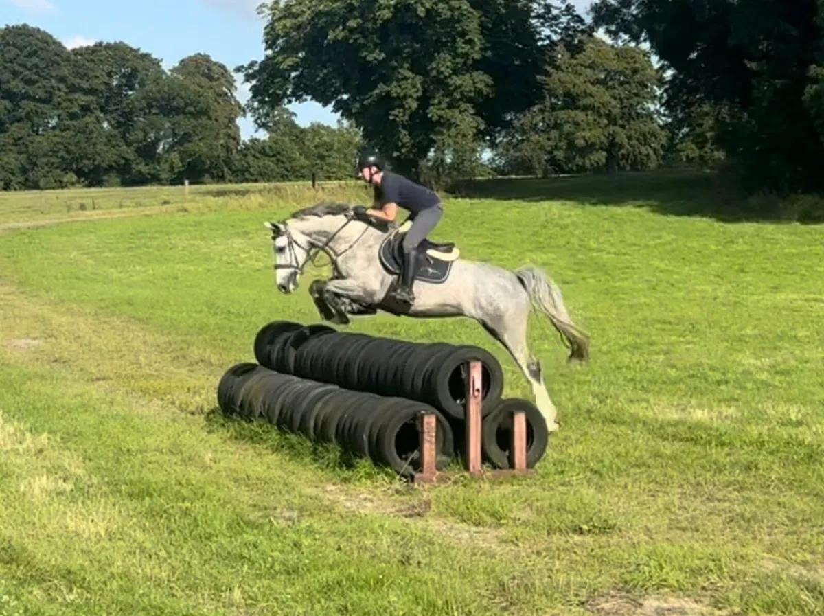 Young riders horse - Image 3