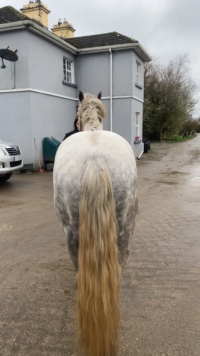 5 year old 14.2 gelding - Image 3