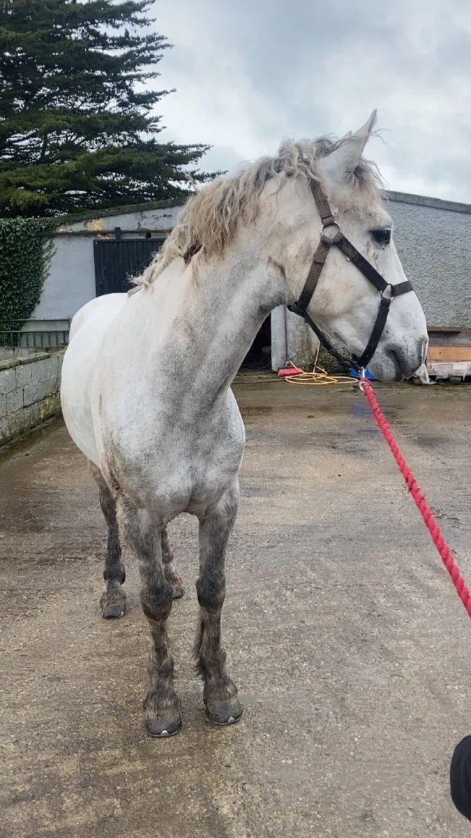 5 year old 14.2 gelding - Image 2