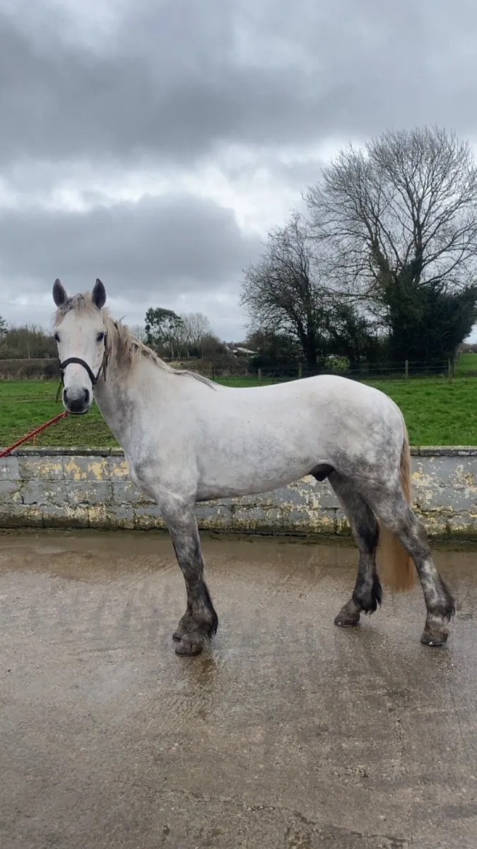 5 year old 14.2 gelding - Image 4