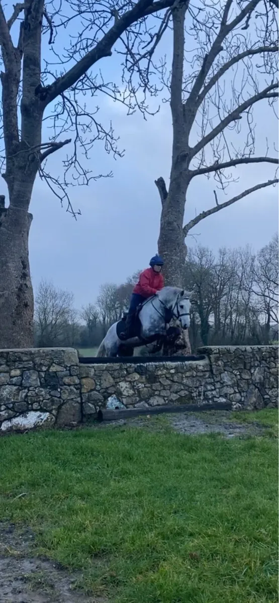 5 year old 14.2 gelding - Image 1