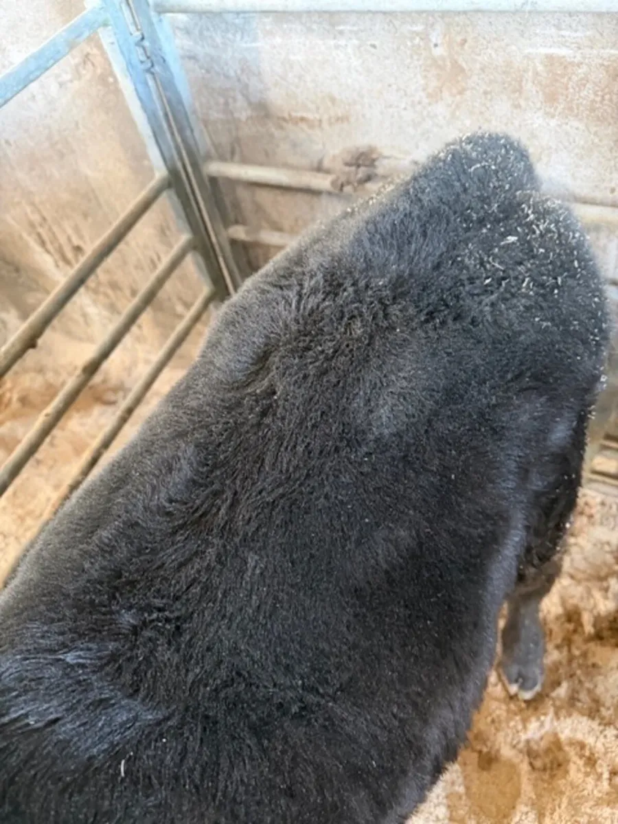 Calves Aberdeen Angus Heifers &  Bulls - Image 3