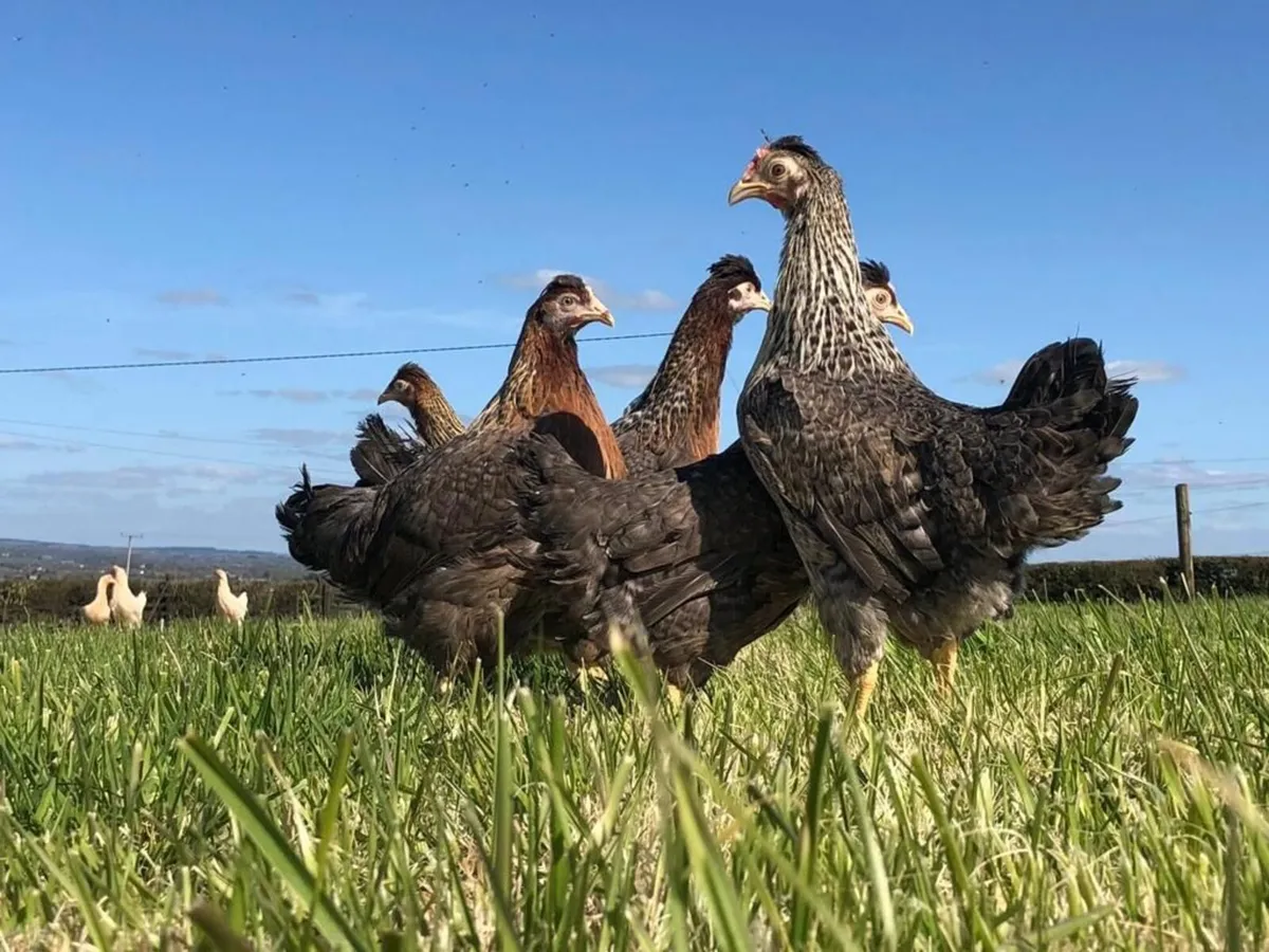 Poultry Mullingar Every Week - Image 1