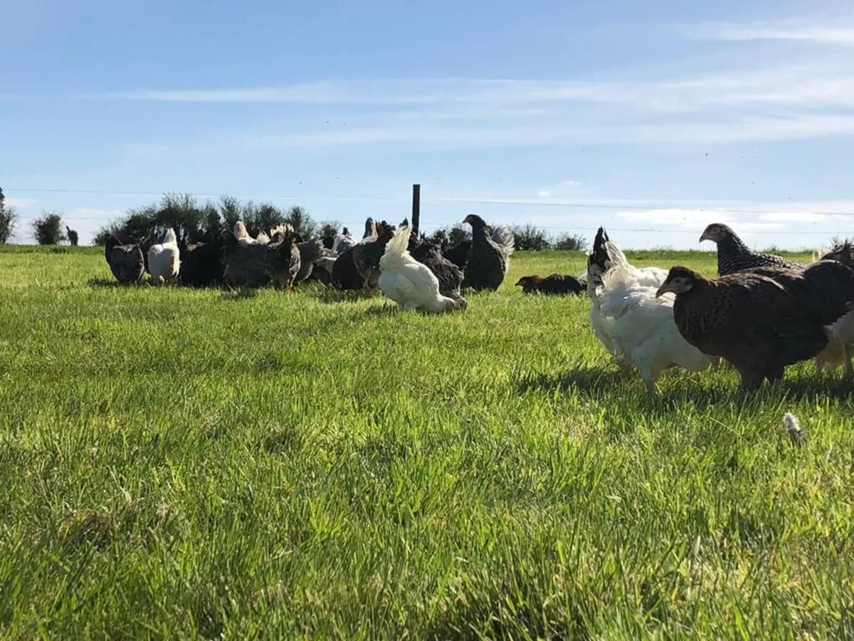 Poultry Delivered - Image 1