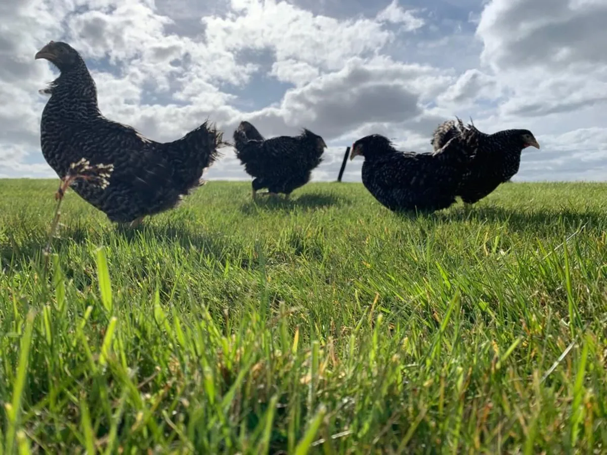 Poultry Delivered - Image 2