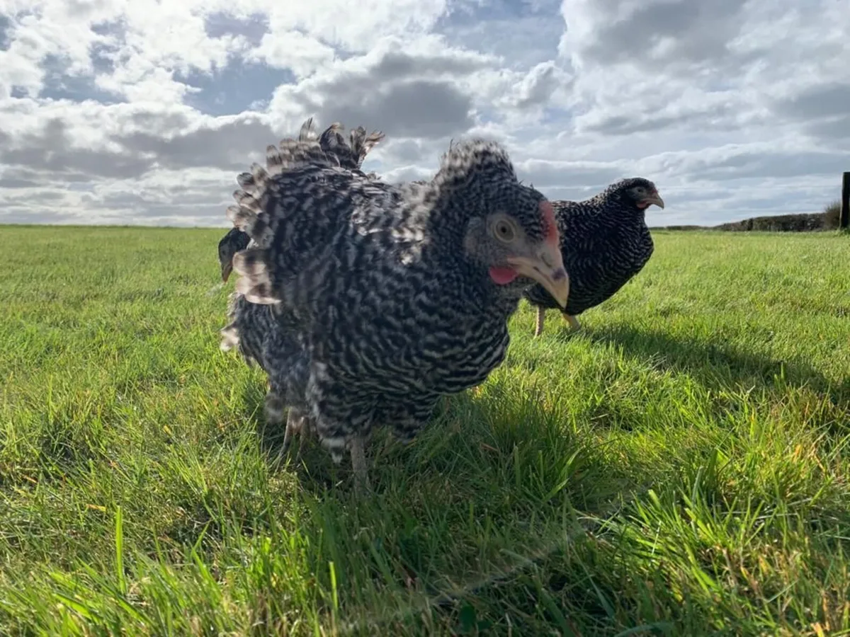 Poultry Delivered - Image 4