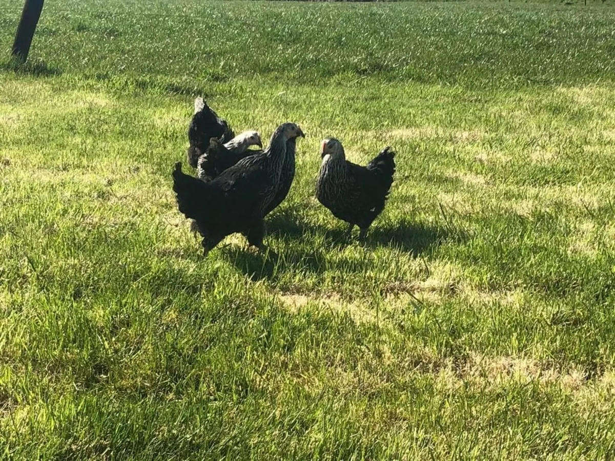 Point Of Lay Pullets - Image 2