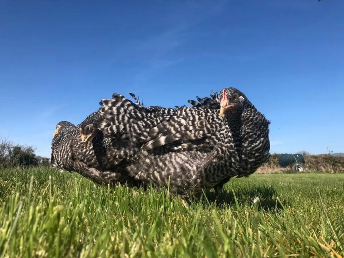 Point Of Lay Pullets - Image 3