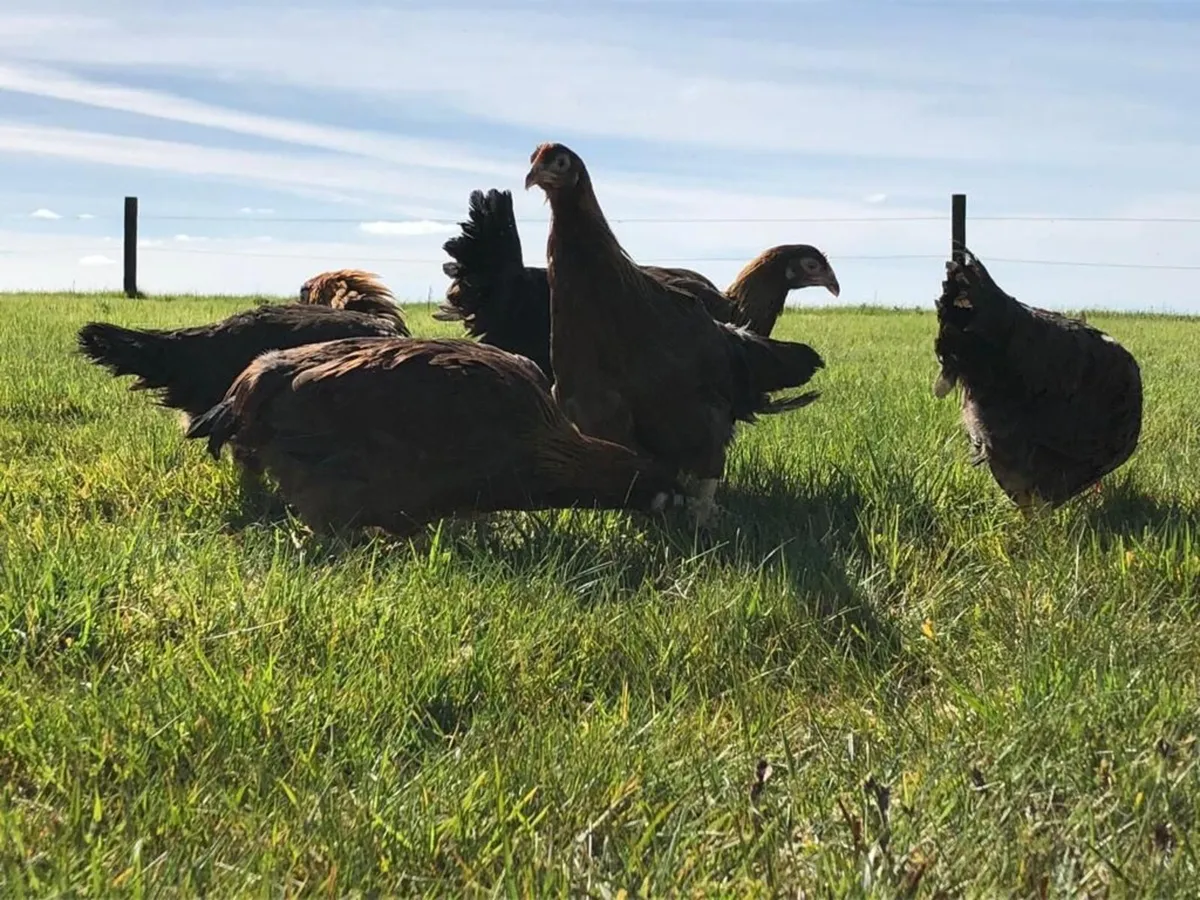 Point Of Lay Pullets - Image 4