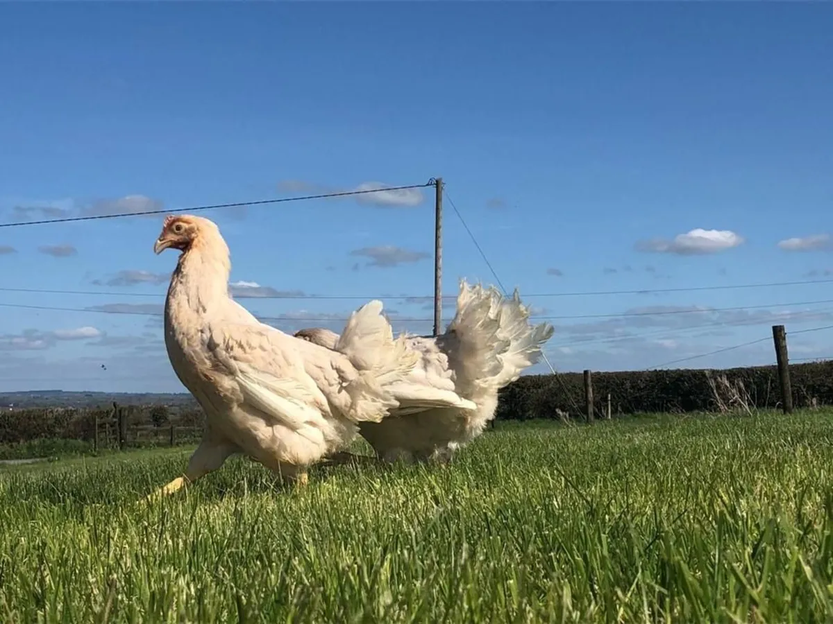 Pullets, Ducks, Broilers - Image 3