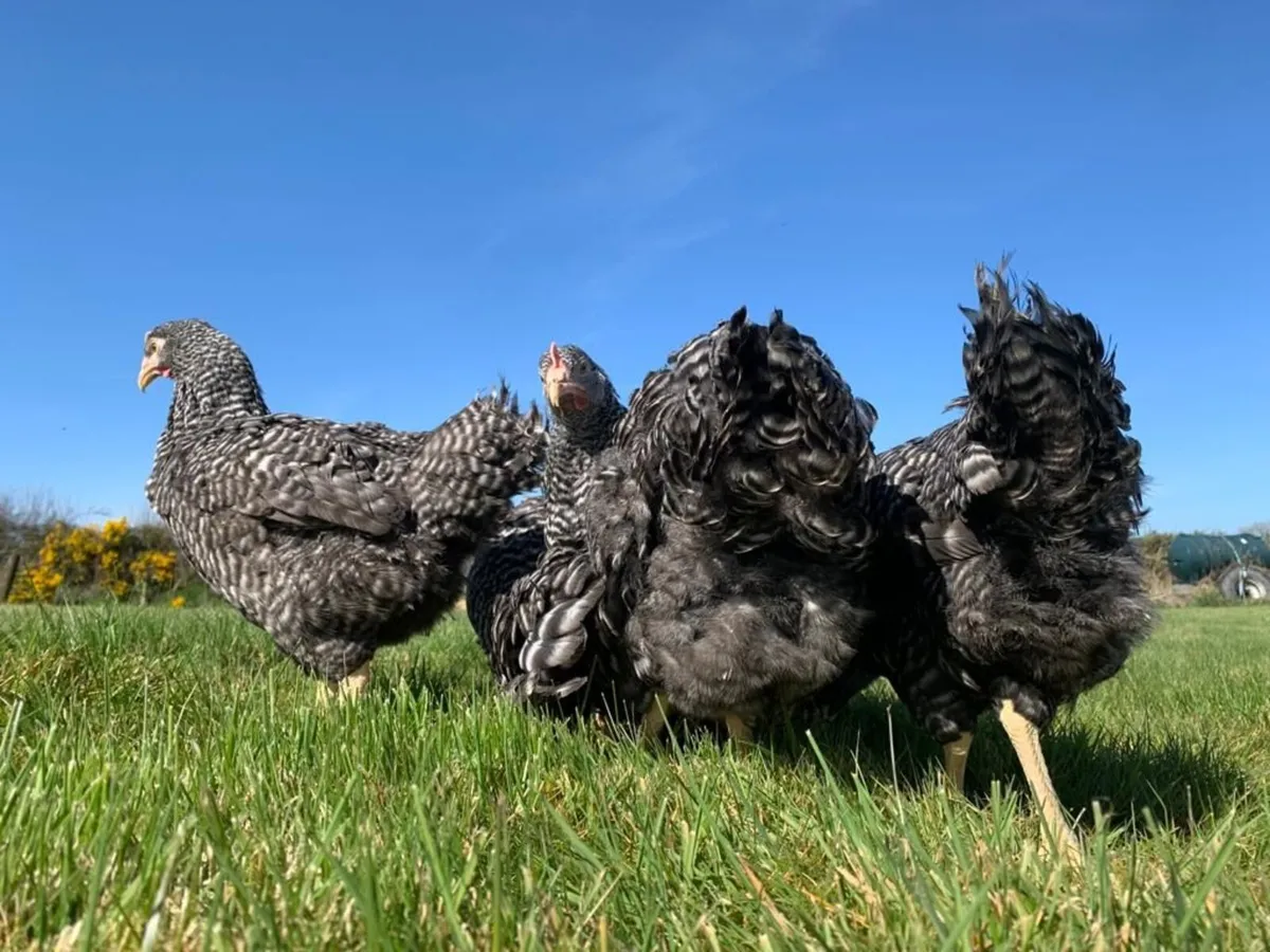 Hens Delivered Ennis This Saturday 7th March - Image 3