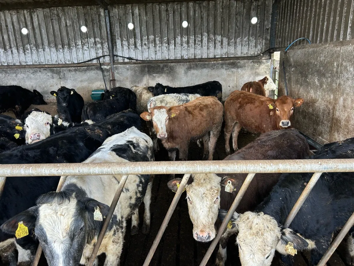 Heifers - Image 1