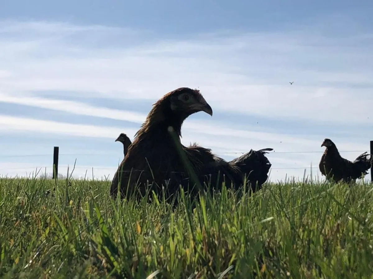 Poultry Delivered Galway Every Saturday - Image 3