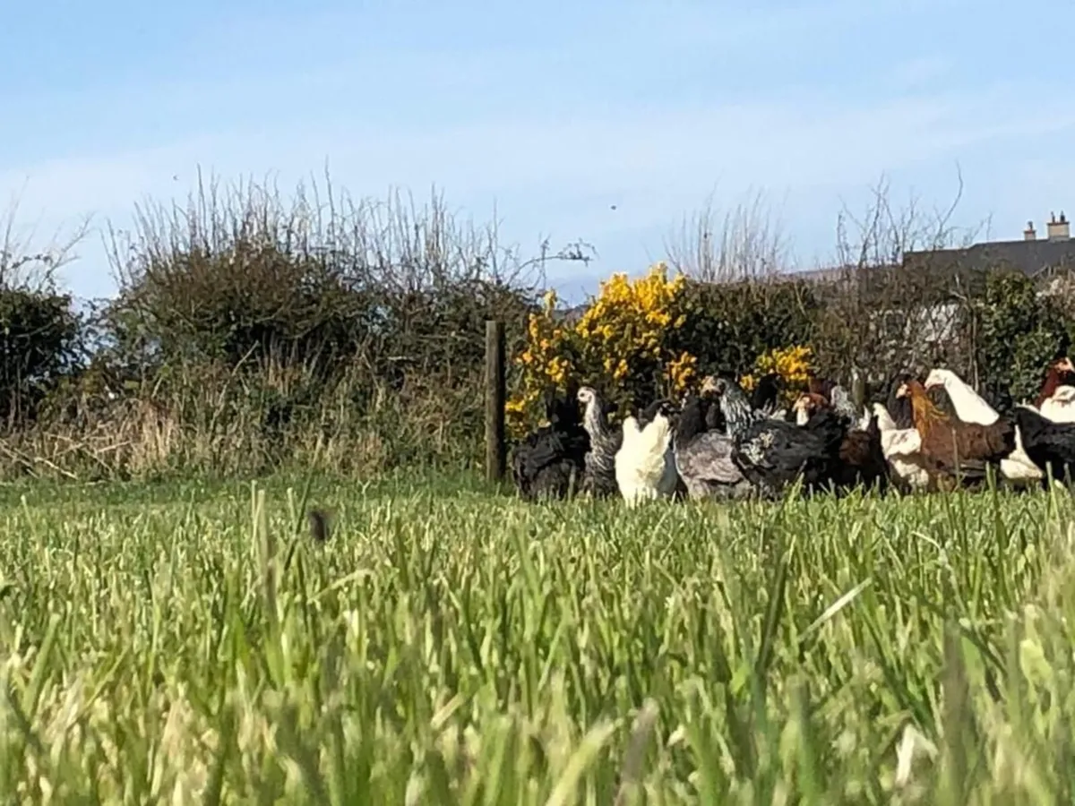 Poultry Delivered Galway Every Saturday - Image 2