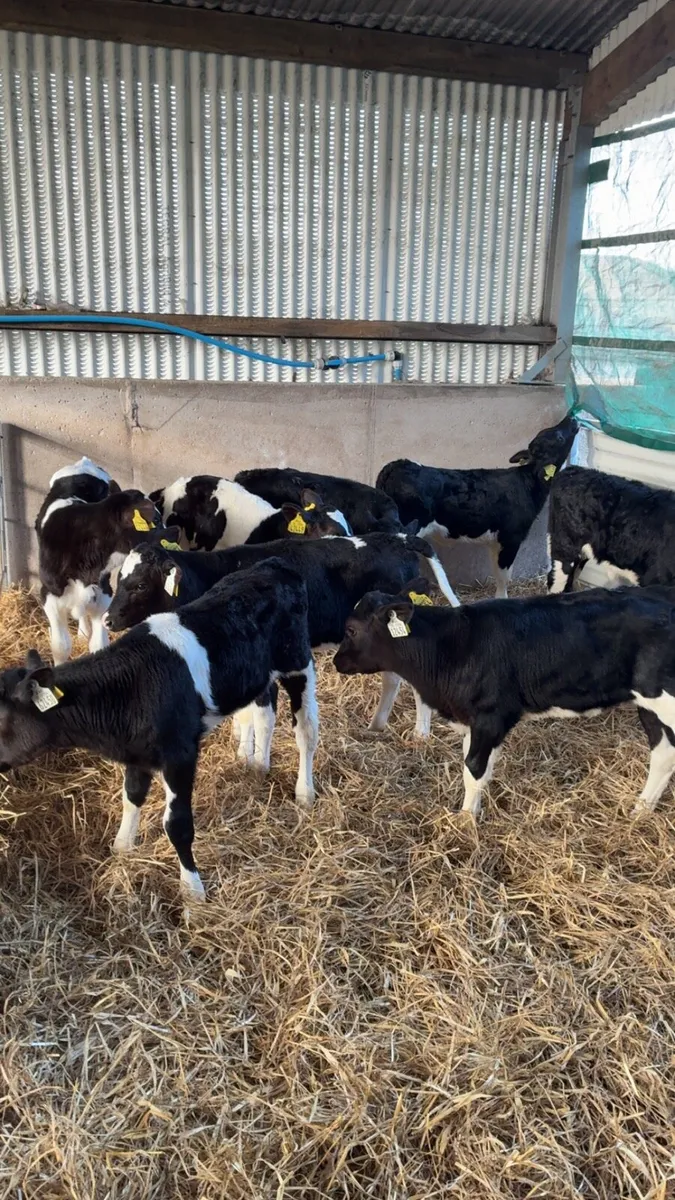 Calves - Image 1