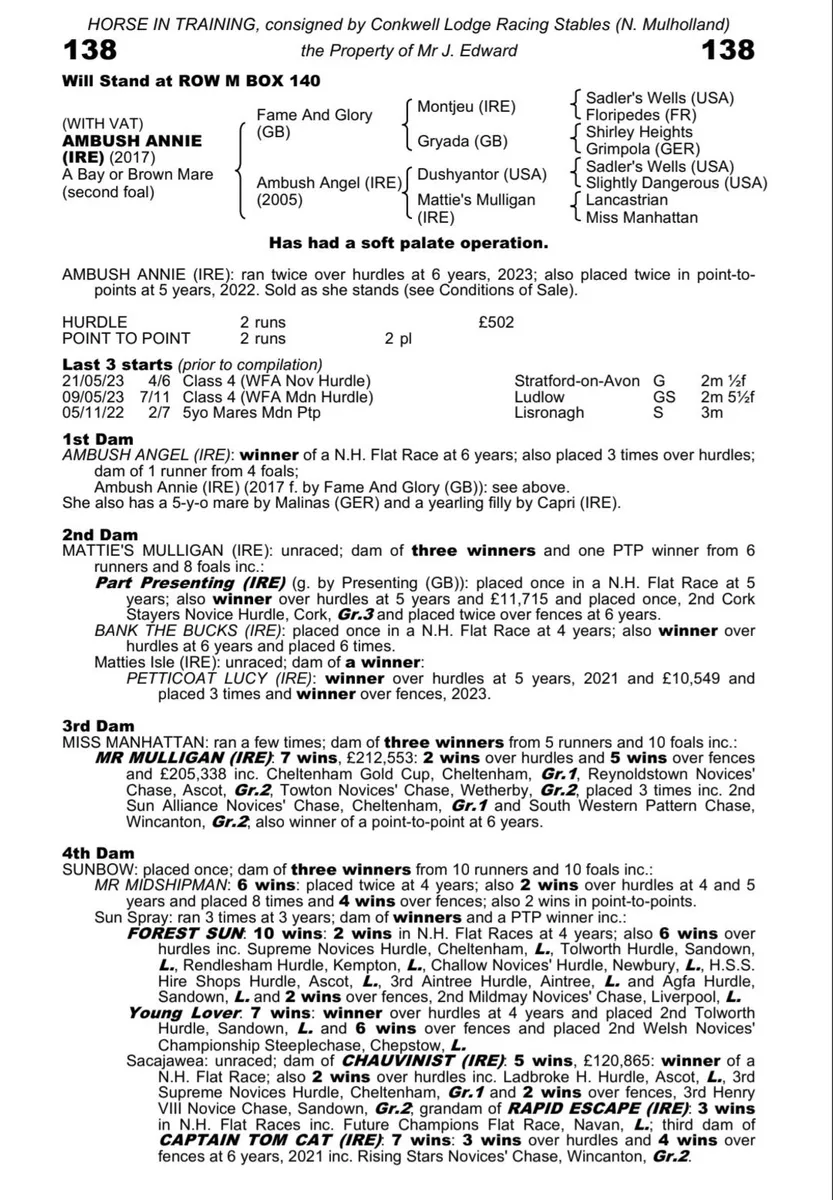 9yr TB Mare - Image 1